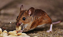24 Hour & Emergency Exterminators in Cottage Grove, OR